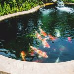 8 big reasons to build backyard ponds to improve your home HACLIGK