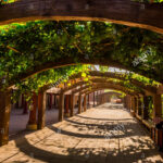 a grape arbor at the mansion of turpanu0027s prefect is next to WTBUANB
