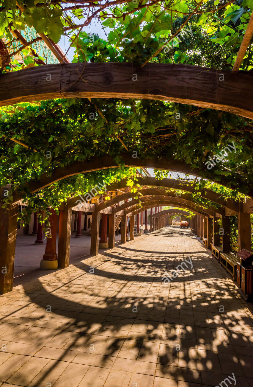 a grape arbor at the mansion of turpanu0027s prefect is next to WTBUANB