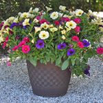 container gardening ideas 2: the power of one TYFITZY