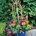 container gardening ideas vines so fine. vines can give your container garden ... ZMFCERL