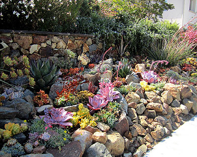 drought resistant landscaping drought tolerant landscapes san diego, ca XGZYIJB