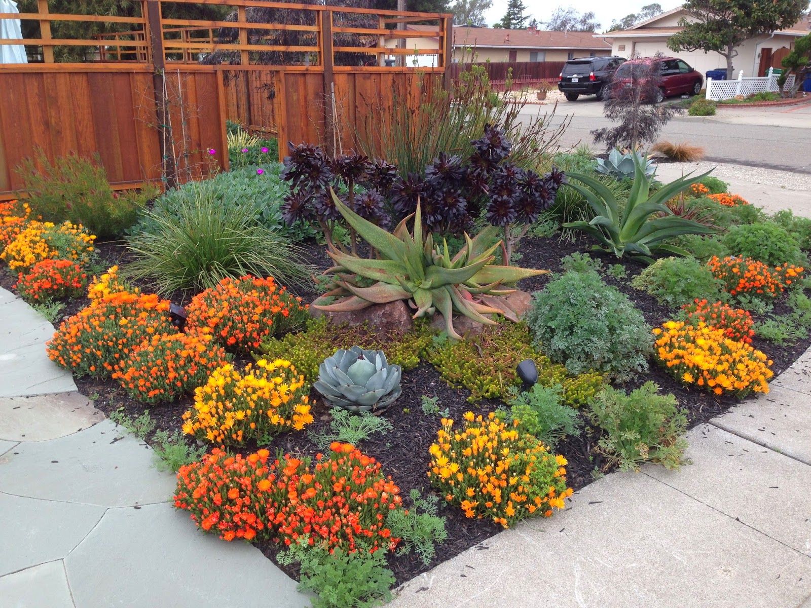 drought resistant landscaping wonderful drought resistant landscape ZEEQHUM