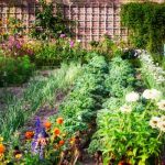 edible landscaping: a delicious way to garden GOFMQBU
