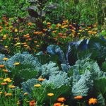 edible landscaping: how to start a beautiful perennial plot for food supply AOXROOR