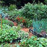 edible landscaping - vegetable garden design WJAQCIR