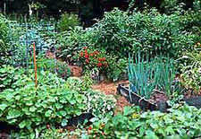 edible landscaping - vegetable garden design WJAQCIR