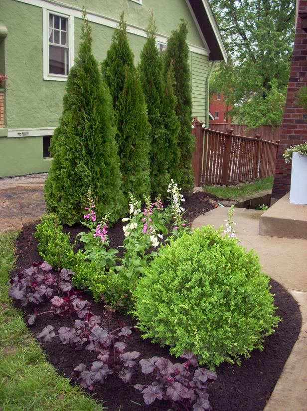 evergreen landscaping evergreen plants. year round screening plants for landscaping IFSHXHE