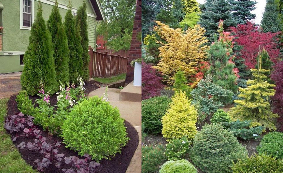 evergreen landscaping ideas - eternal oases ZPYMZAE