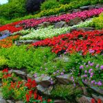 flower garden designs colorful flowers, terraced hillside garden design calimesa, ca MLBZOQS