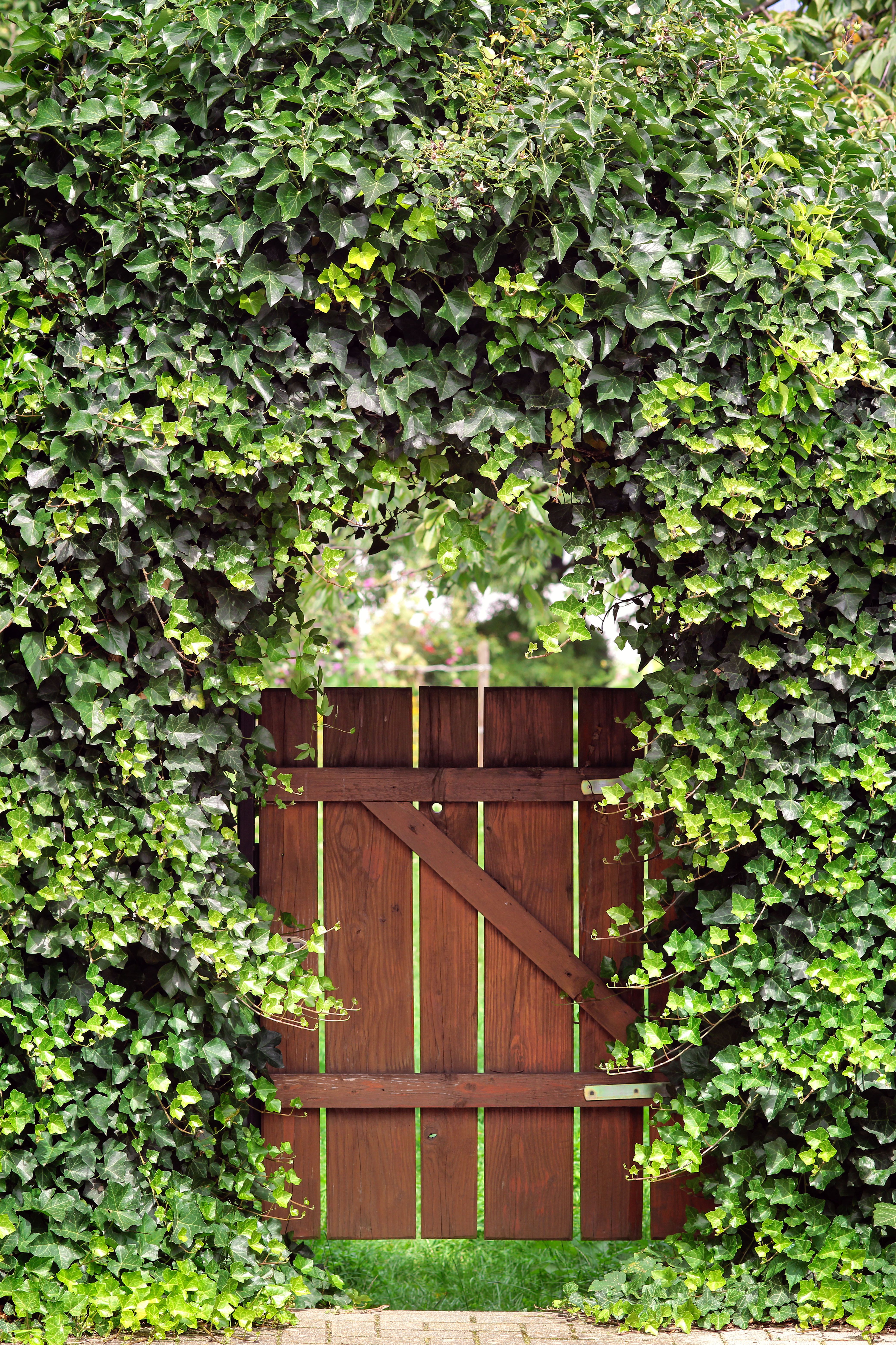 garden gates garden gate with ivy arch YHBPCYB