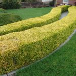 garden hedges creative hedges YBEJFIG