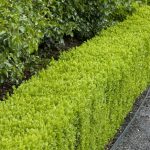 garden hedges if you are thinking about planting a new hedge and have doubts RHOXJNQ