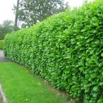 garden hedges laurel hedge ITCCVDW