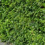garden hedges portugal laurel hedge JMATLPH
