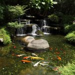 garden ponds albany, plattsburgh u0026 burlington vt outdoor water gardens u0026 waterfalls: koi EFDPGLN