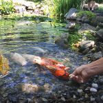 garden ponds koi shallow water CXJZSCE