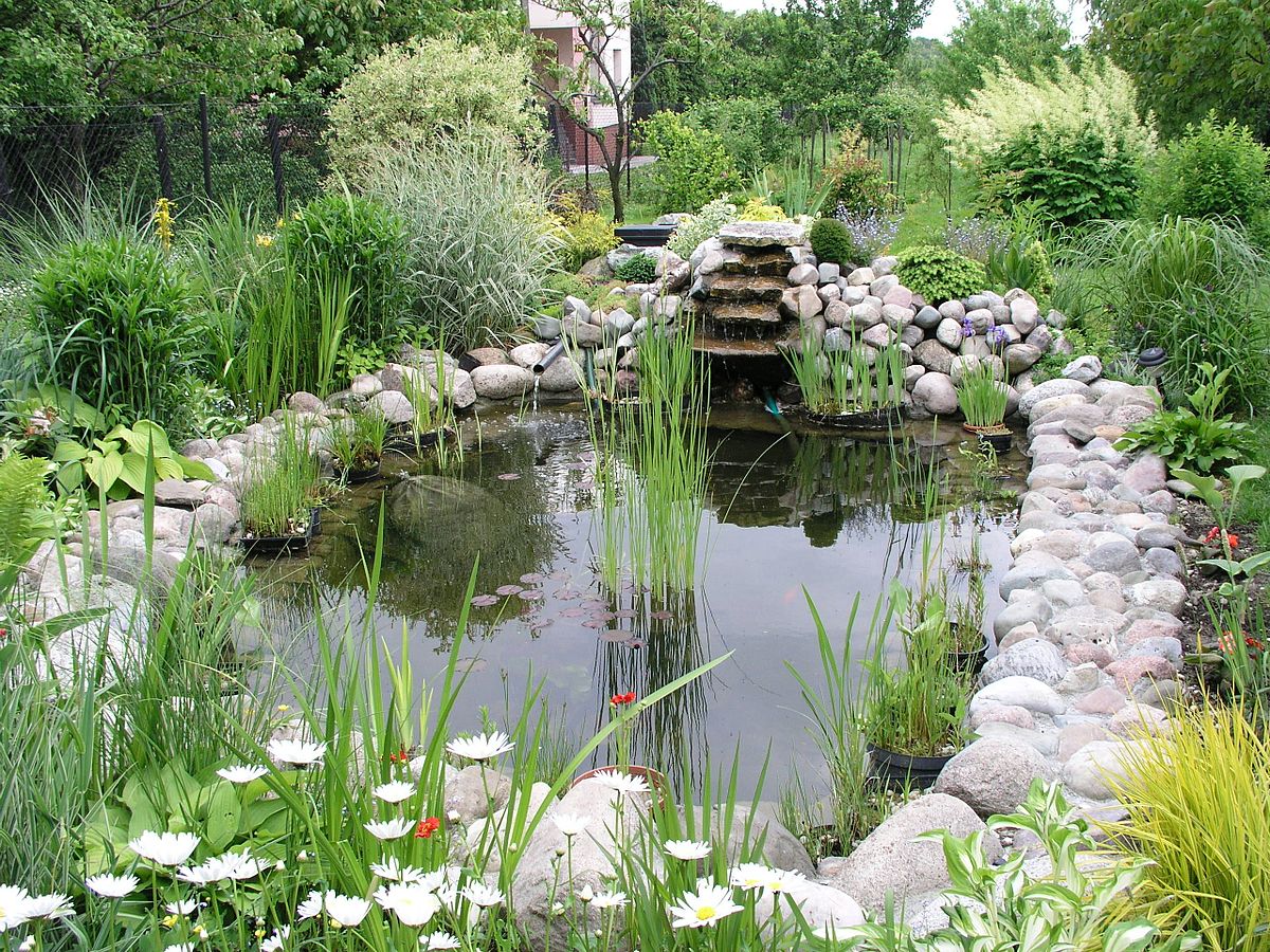garden ponds water garden - wikipedia NQCOENT