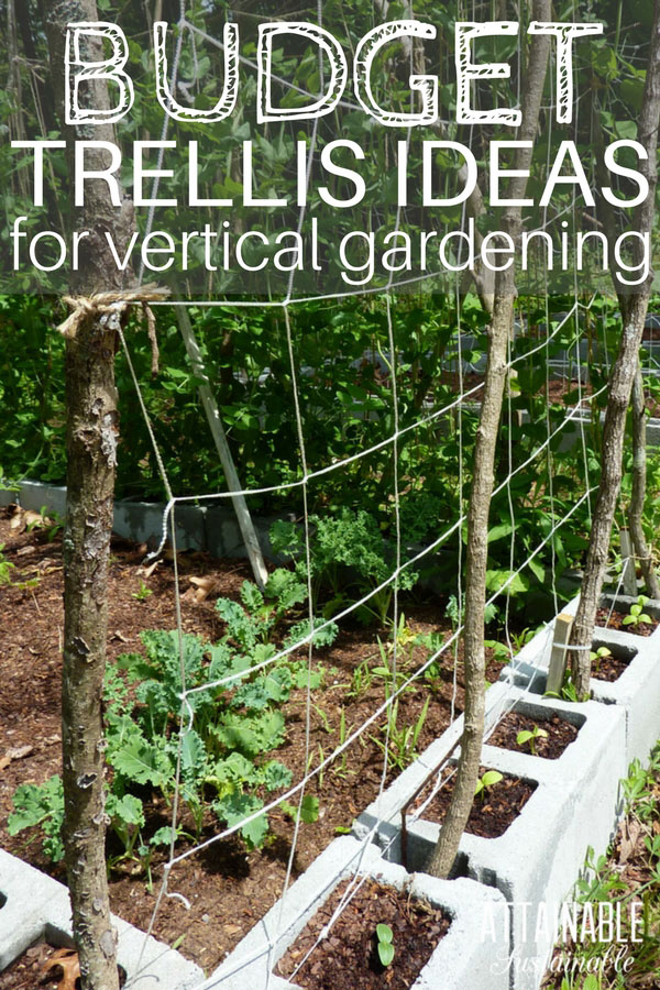 garden trellises growing vertically is a great way to make the most of a HKCAKOC