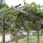 grapevine trellis designs | grape arbor designs steel strong end post SNVELEY