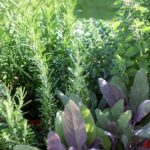 herb gardens growing herbs at home: making an herb garden in your yard XMIHDUO