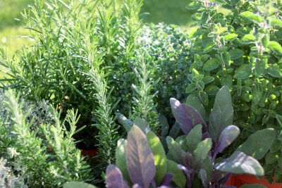 herb gardens growing herbs at home: making an herb garden in your yard XMIHDUO