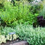 herb gardens herb gardening; how to grow herbs ... SORFQZH