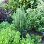 herb gardens herb gardening ZIFQMFB