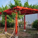 how to build a grape arbor - wooden grape arbor plan ideas MKRNQBX