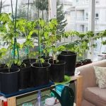 indoor gardens for small apartments | suspended and container gardening - DRIFZEV