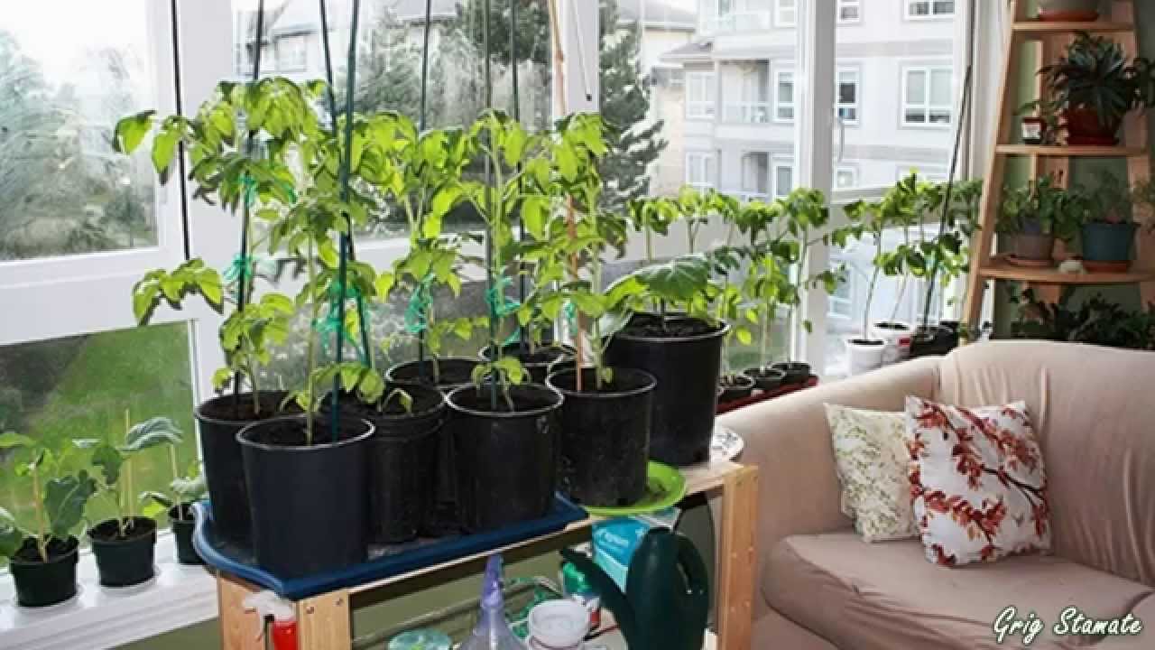 indoor gardens for small apartments | suspended and container gardening - DRIFZEV
