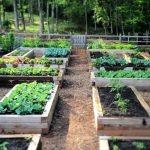 raised bed gardening BGKCFOJ