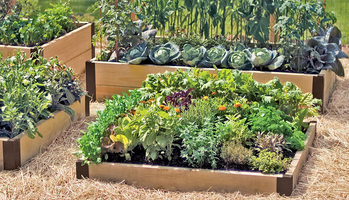 Use Raised Bed Gardening and Avoid Challenges
