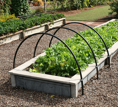 raised bed gardening raised beds with lettuce vegetable gardening ... WOOBHRE