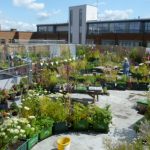 roof garden supermarket rooftop gardens: an exercise in community building? JVULKUJ