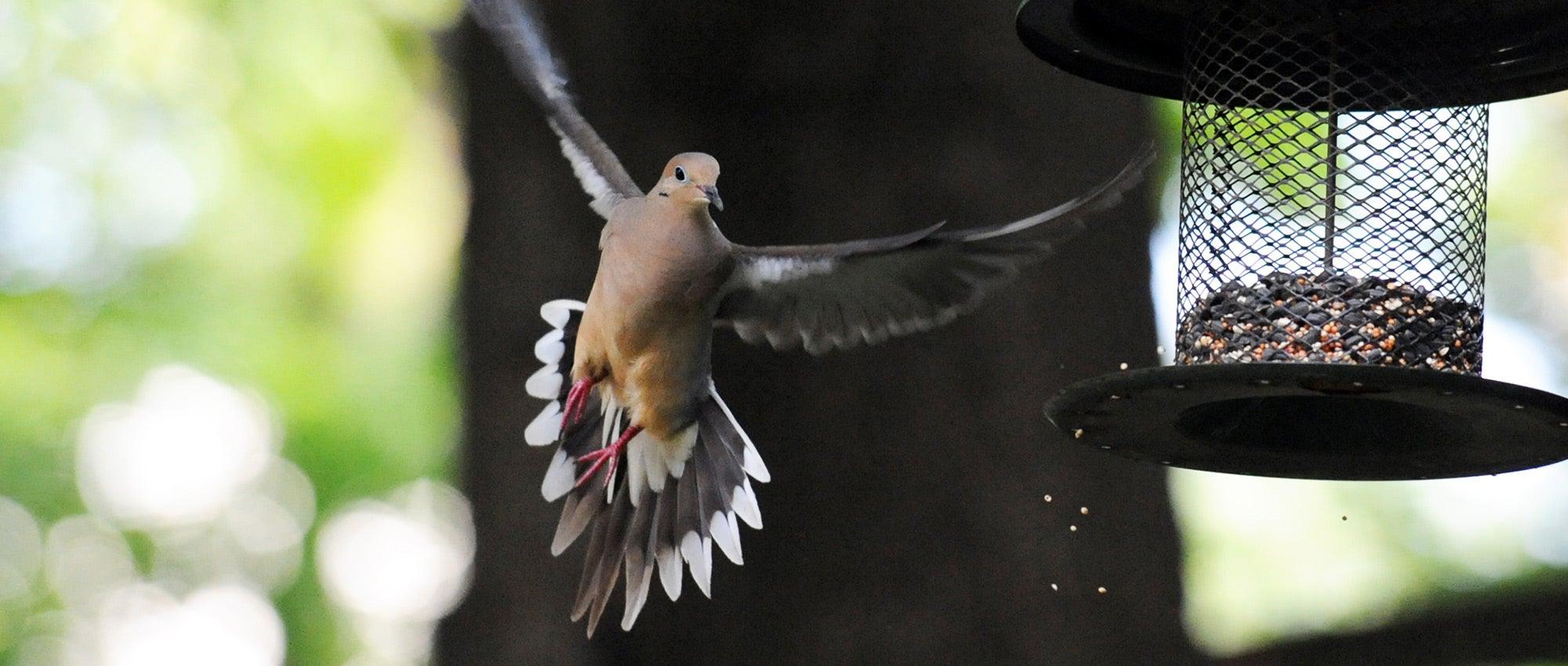 15) Set ​Up⁤ a Bird Feeder⁣ to​ Attract Wildlife