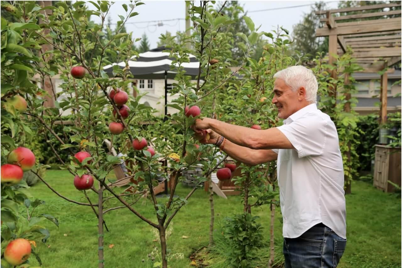 11) Plant a Mini Orchard‍ with Dwarf Fruit⁤ Trees