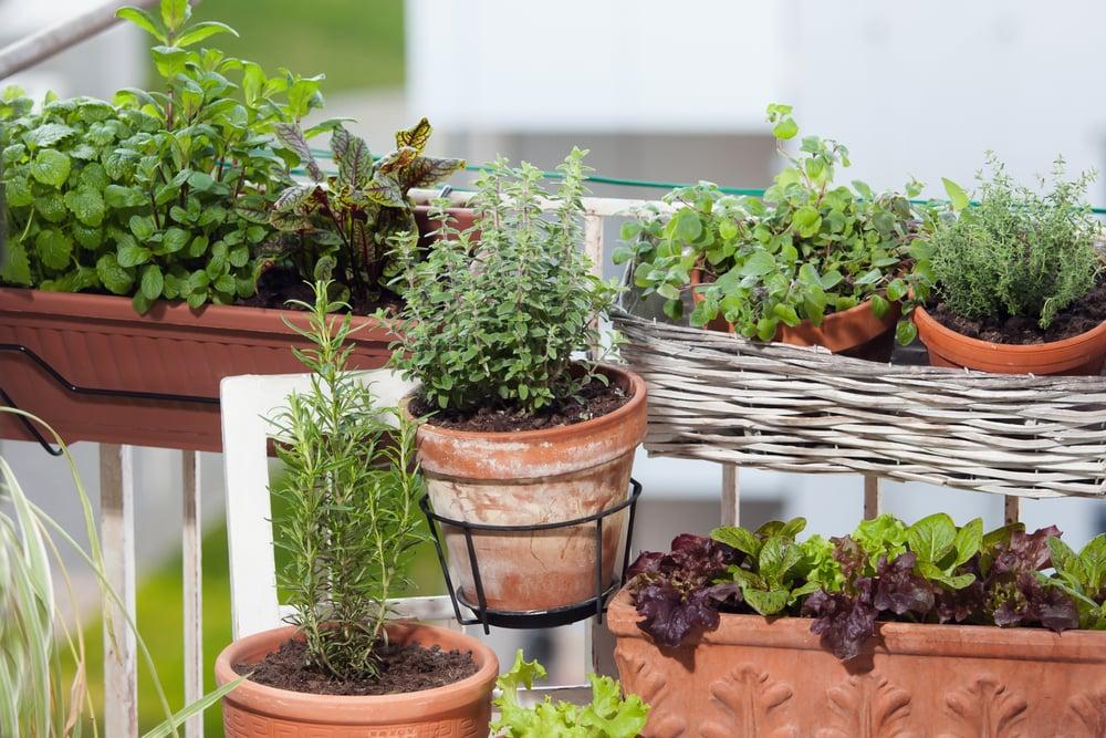 Create a herb garden for fresh flavors on your small balcony