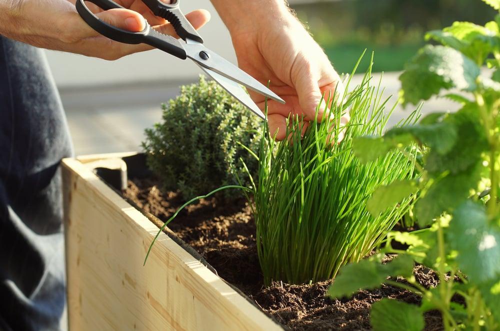 Create ⁣a mini herb garden for culinary ⁤delights ‌on your small balcony