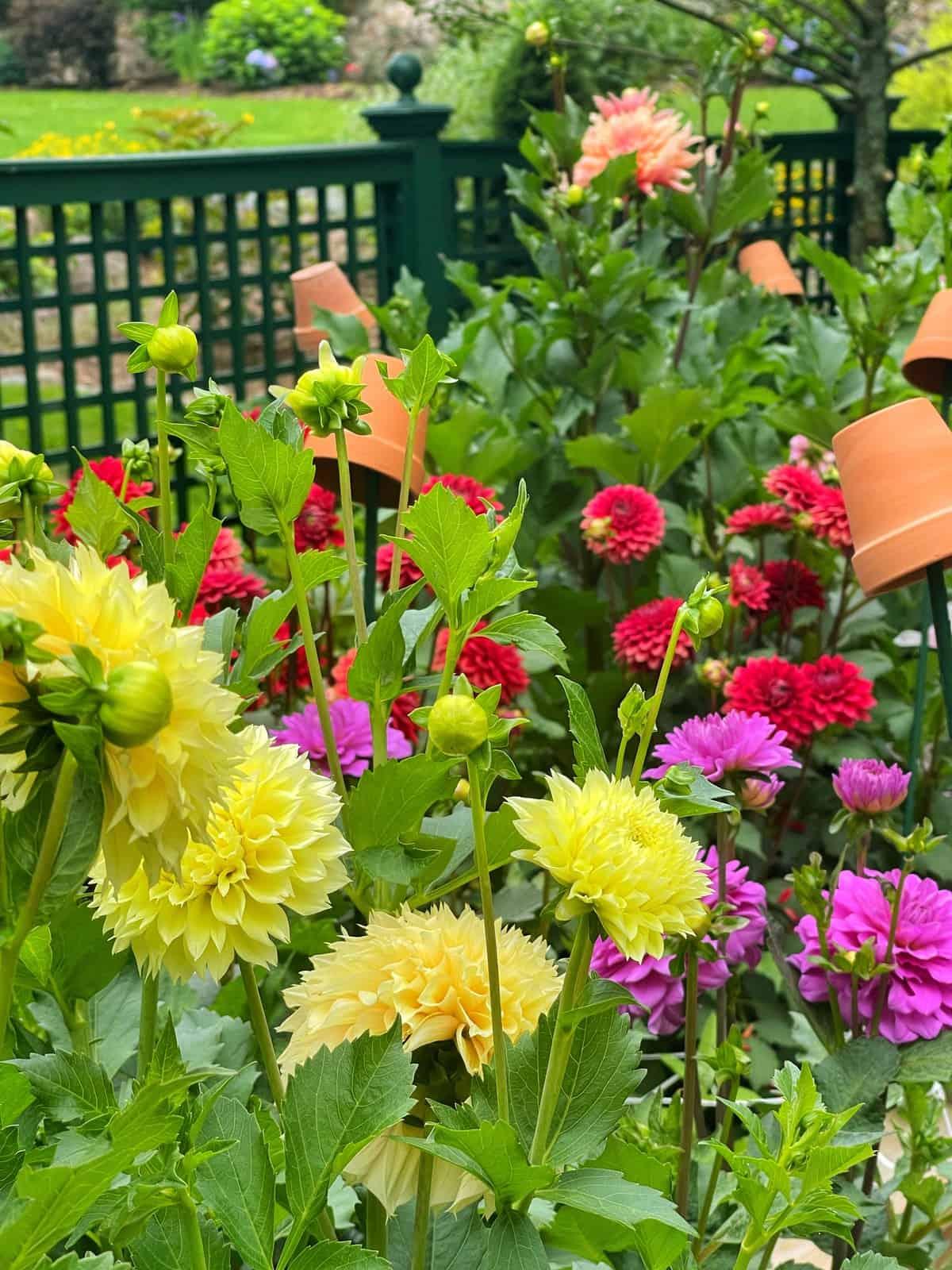 Add a splash of color with vibrant backyard ⁢flowers