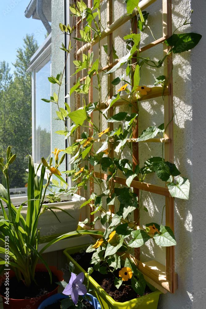 Plant climbing vines for greenery and shade on your small balcony