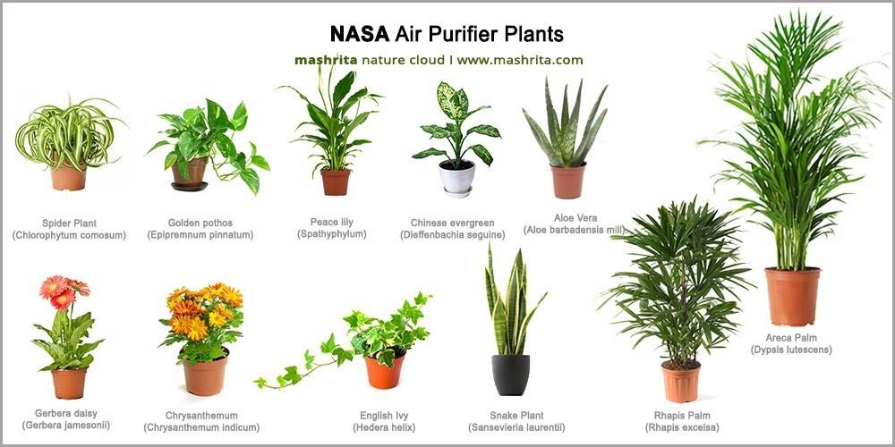 Choose ‍plants that purify‌ air, adding health benefits to‍ your earthy living ​room