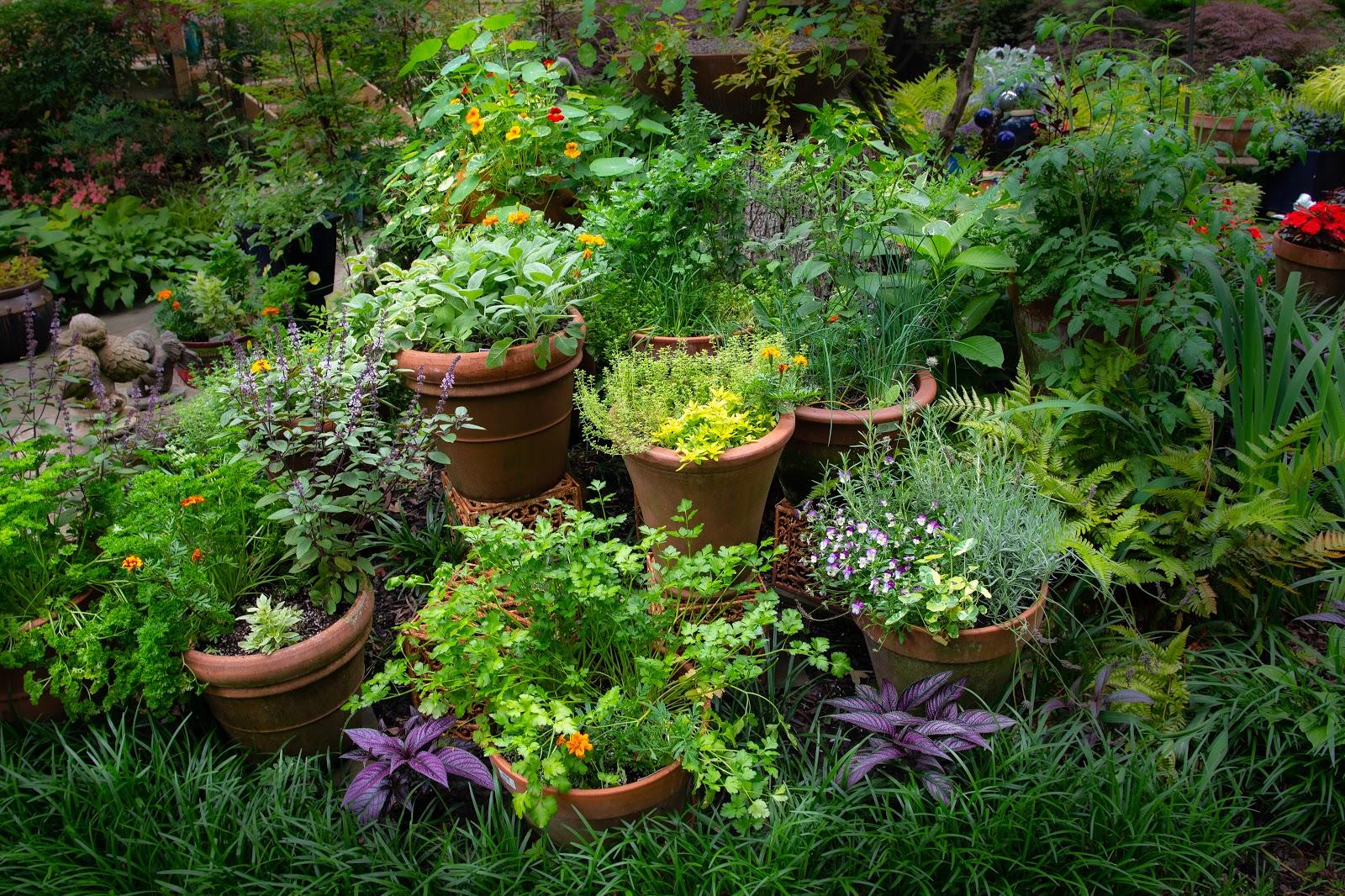 Create a backyard herb garden ⁤for culinary delights