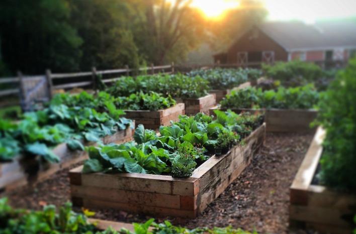 Raised garden beds for fruitful backyard vegetable gardening