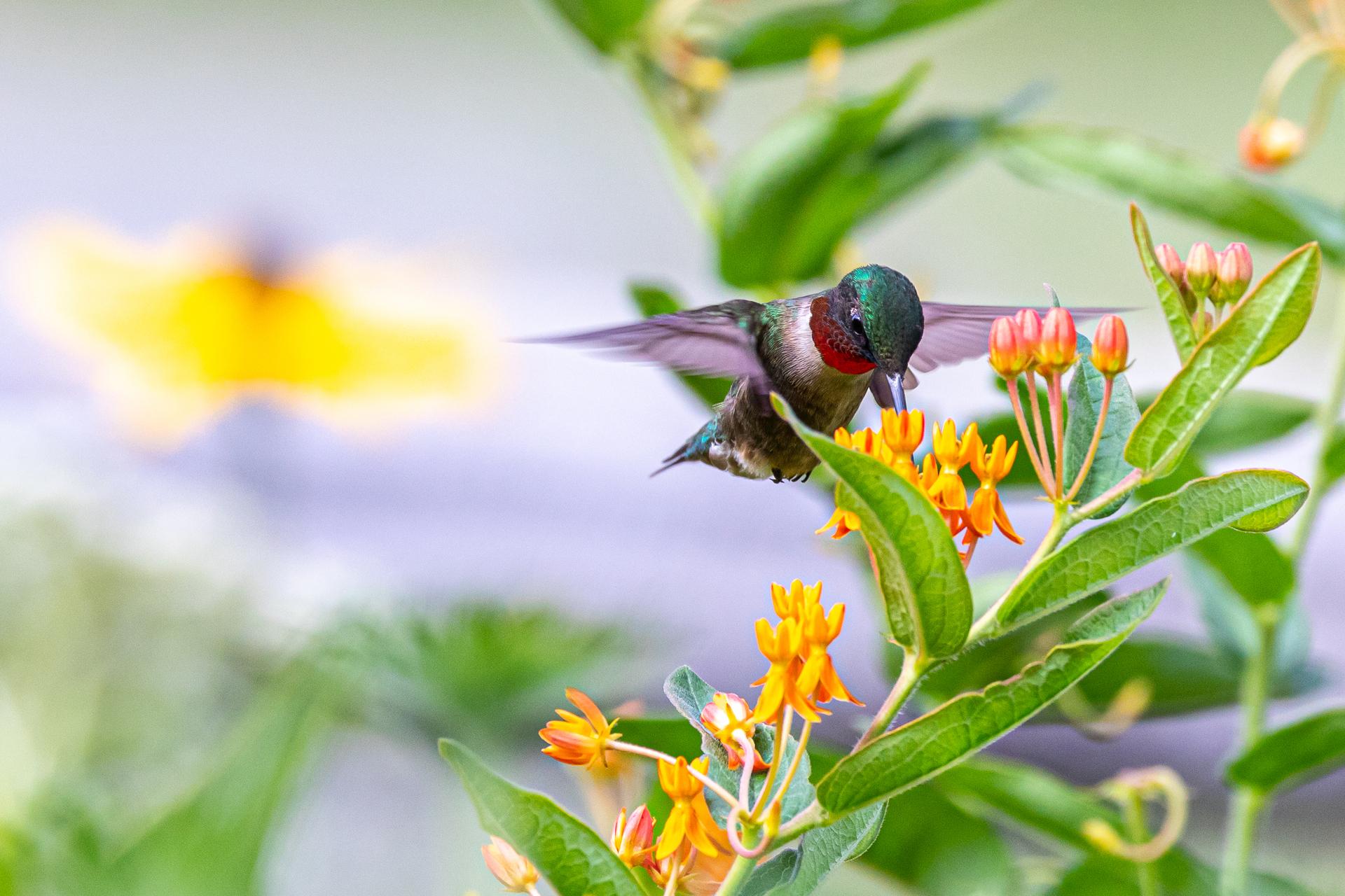 Establish a wildlife-friendly⁤ area to attract birds to your backyard