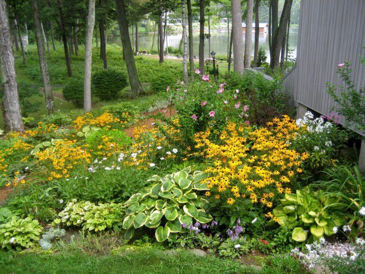 Create a small wildlife garden to‍ attract local fauna in your backyard