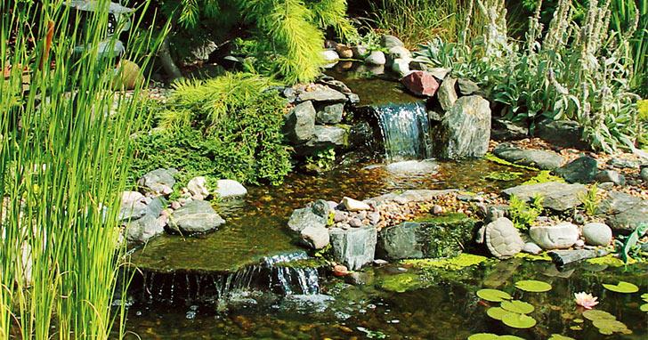 Backyard pond for a⁢ serene‌ aquatic ecosystem and wildlife