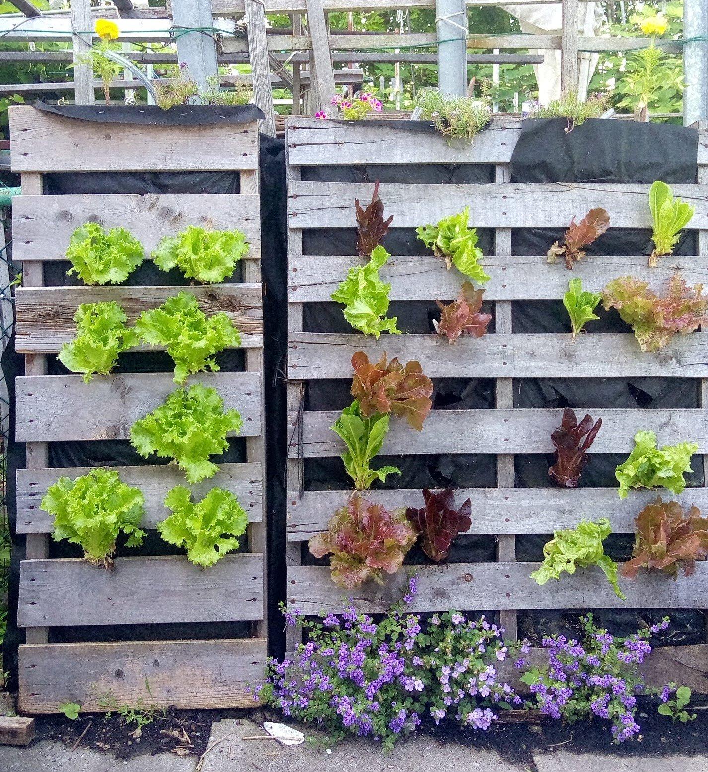 Experiment with different plant varieties in⁣ your stunning pallet garden