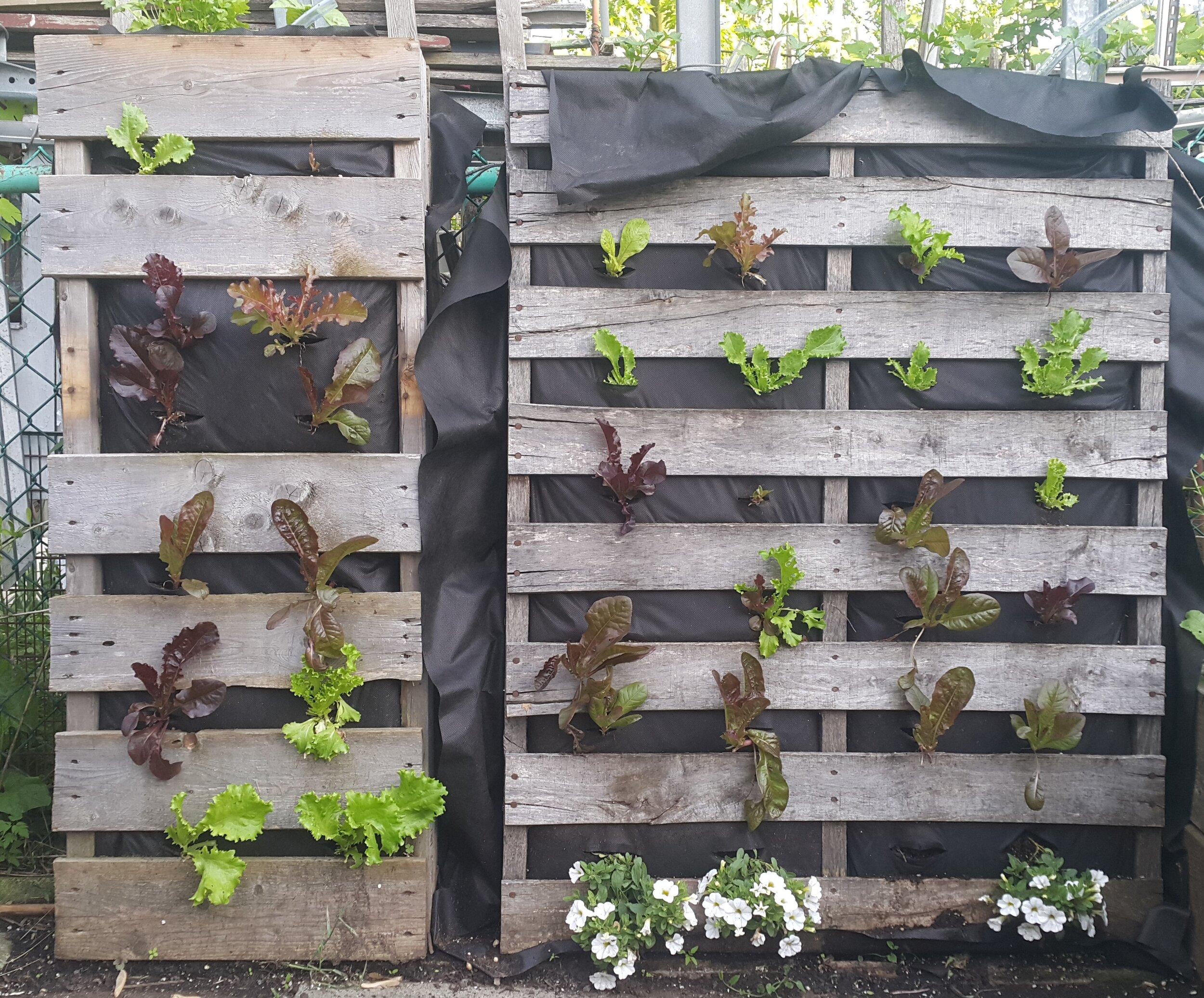 Pallet Garden Vertical Planters: Grow flowers and veggies in a space-saving design