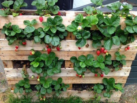 Vertical Strawberry Pallet​ Garden: Sweet, juicy​ berries‌ in a​ compact design